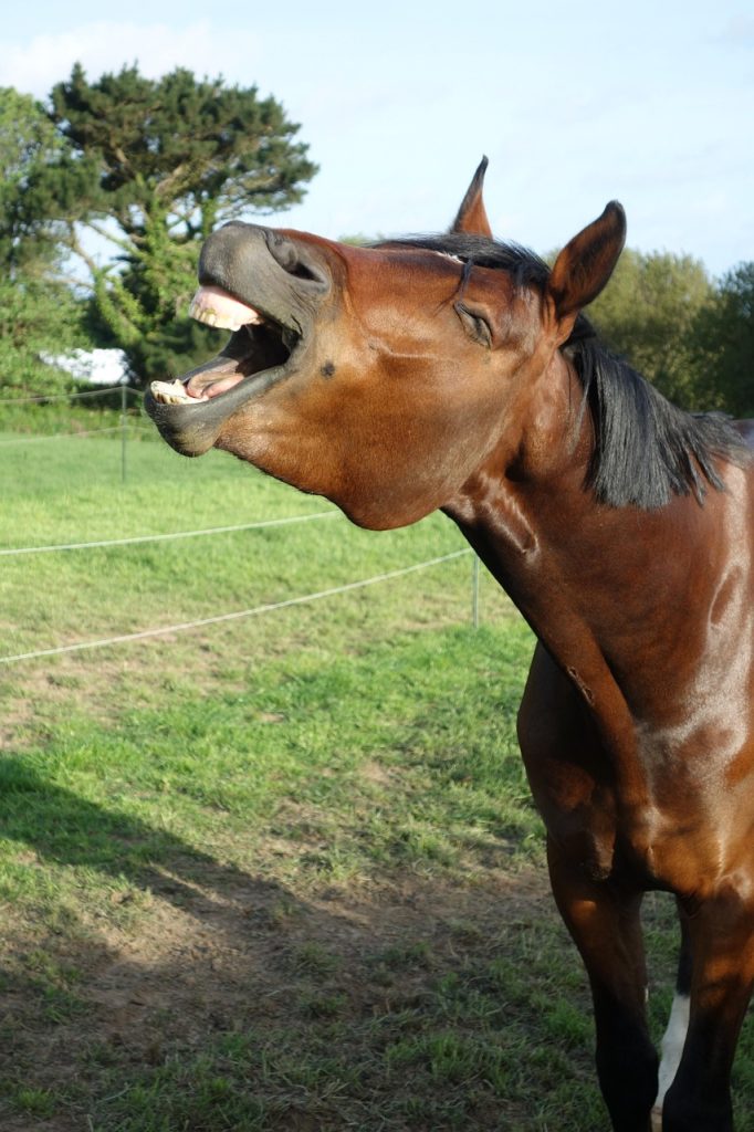 horse, horse no tack, bay horse, beautiful horse, nature, warmblood horse, horse yawning