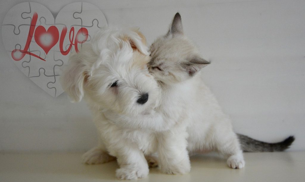 doggy, kitten, puppy, white, love, heart, feelings, doggy, doggy, doggy, doggy, kitten, puppy, puppy, puppy, feelings, feelings, feelings, feelings, feelings