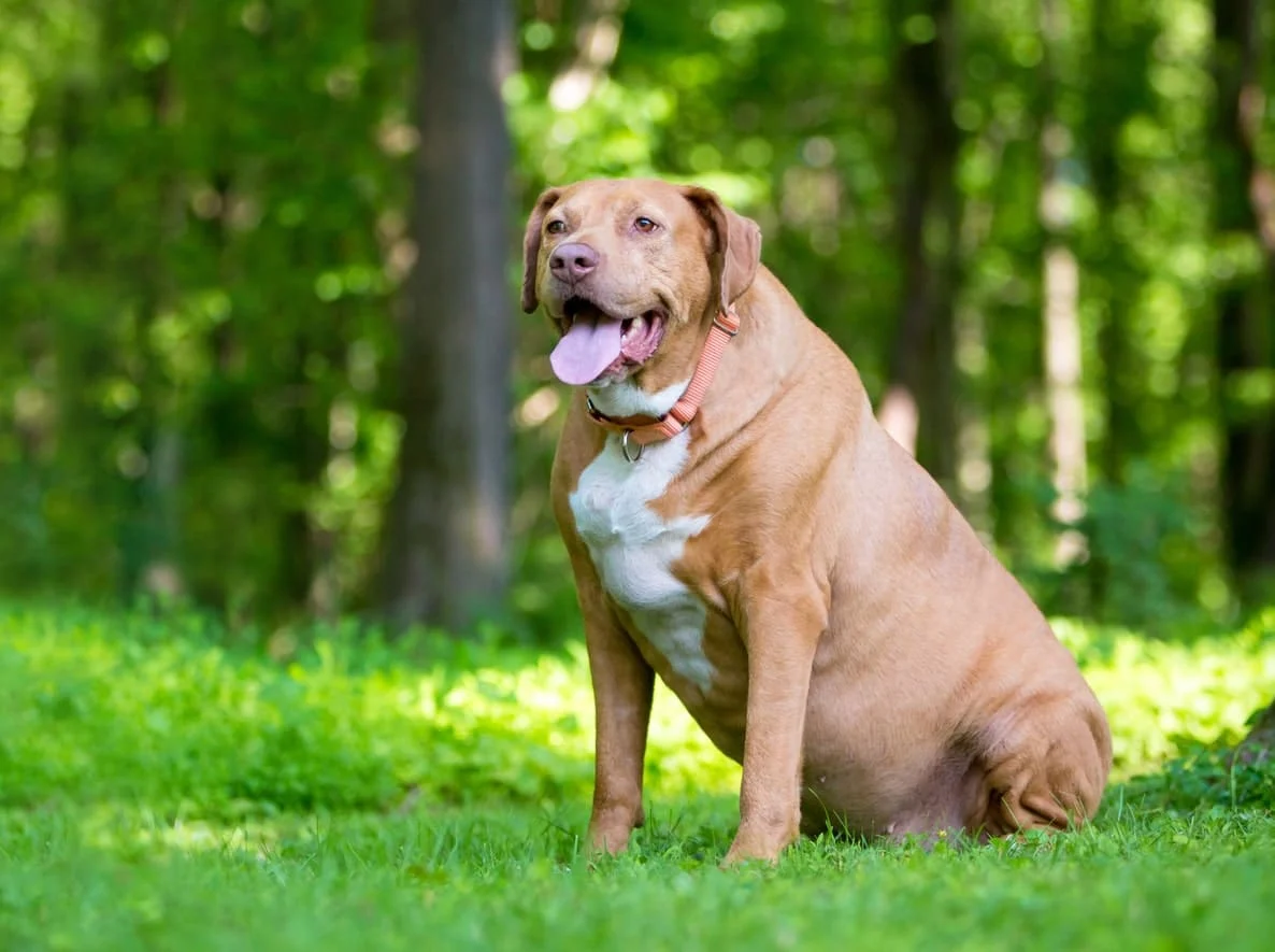 Illustration of Weight Impacts Pets' Quality Of Life